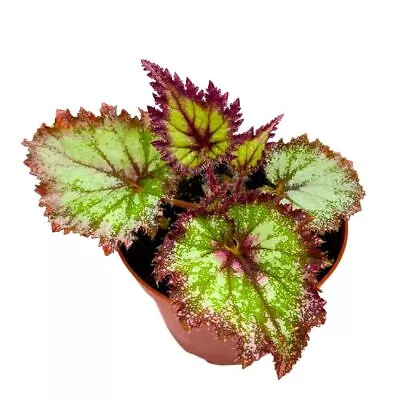 Harmony's Draco Begonia Rex 4 Inch White Splashy Jagged Leaves • $24.99