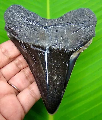 Megalodon Shark Tooth - 4.10  - Shark Teeth - Serrated - Real Fossil - Megladone • $79