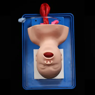 $79.99 • Buy Airway Management Trainer Infant Model Intubation Manikin Study Teaching Model