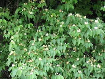 Honeysuckle Bush Live Plant 12+ Inches • $9.99