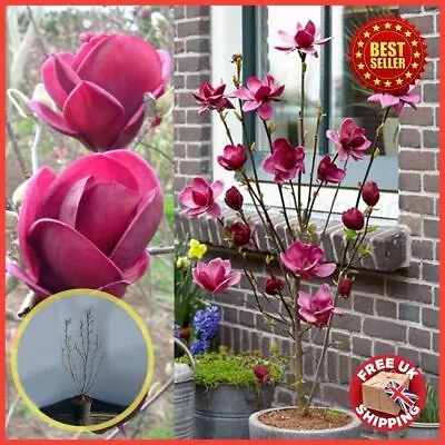 Magnolia Genie Dark Purple Giant Flowered Black Tulip Tree Garden Outdoor Plant • £39.99