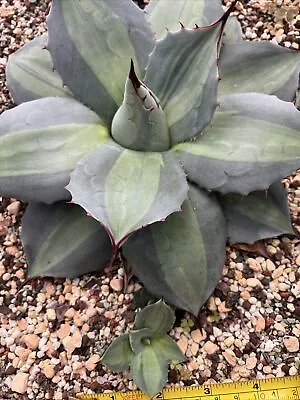 Agave Parryi Variegated Pups X 1 Rare Succulent/ Agave 31/01/2024 • $25