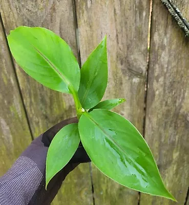 1 Banana Musa Basjoo Rooted Starter Live Plug • $6.99