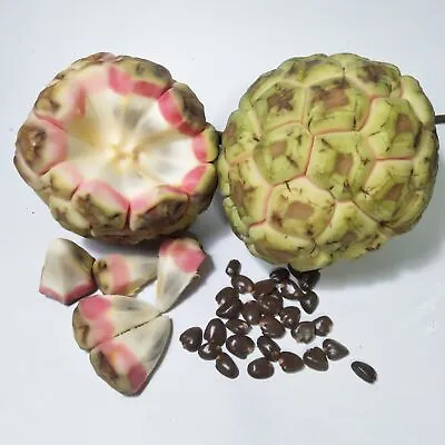 1 Pac 25 Pink Green Custard Apple Seeds Annona Squamosa Kadsura Coccinea  • $2.51