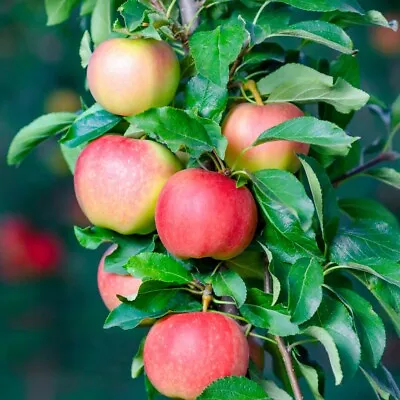 T&M Apple Gala Mini Fruit Tree Garden Flowering Hardy Tree Plant 1 X 9cm Pot • £11.99