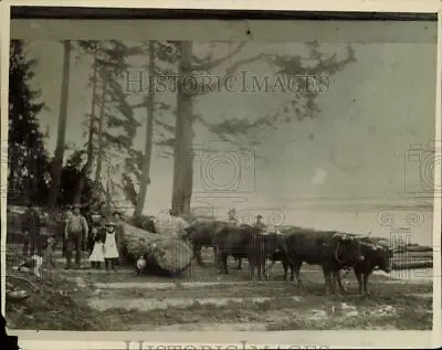 1889 Press Photo Oxen Pull The Logs At Pacific Coast Steel Mill In Youngstown • $19.99