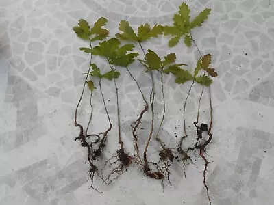 10X English Oak Tree Yearlings  Bonsai/garden Etc • £12.50