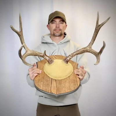 Nice 25” Wild Wyoming Mule Deer Skull Cap Antler Horn Deer Mount Taxidermy Rack • $59.99