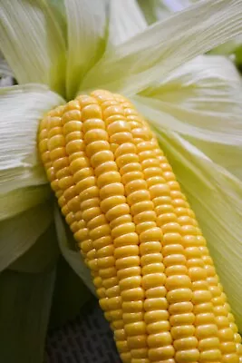 Sweet Corn Plug Plants  Grow Your Own  Vegetables 'Ready To Plant Now' • £54.99