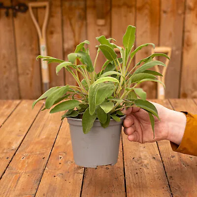 Salvia Officinalis - Sage Bush Culinary Kitchen Cooking Herb Fresh Garden Plant • £8.99