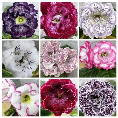 Gloxinia Sinningia Speciosa - SEEDS - Varieties To Choose • £14.19