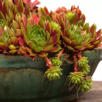 T&M Sempervivum 'Mixed' Hardy Perennial Evergreen Plant 3 5 Or 10 X 5.5cm Pot • £34.99