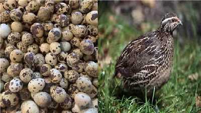 100+ Coturnix Quail Hatching Eggs! Variety/Rare Colors! NPIP Cert- FREE SHIPPING • $114.99