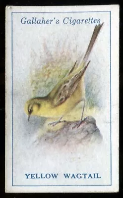 Tobacco Card Gallaher BRITISH BIRDS By GEORGE RANKIN 1923 Yellow Wagtail#19 • £2