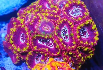 Cornbred's Ring Of Fire Acan - Frag - LIVE CORAL • $149.99