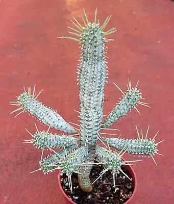 Euphorbia Mammillaris Variegated Large Cactus With Many Pups No. 1 • $24.95