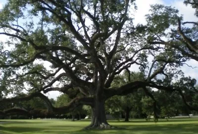 Southern Live Oak Tree Quercus Virginiana1 Live Plant 5” Tall • $12