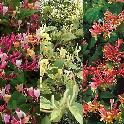 3 X Lonicera Honeysuckle Mix In 9cm Pots - Mixed Varieties • £19.99