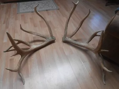 425  MONSTEROUS 9x8 ELK ANTLERS Whitetail Rack Mule Deer Mount Moose Sheds Skull • $6500