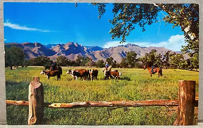 Western Ranch Scene Cattle Cowboys Chrome Postcard 463 • $4