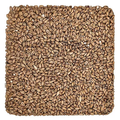 Home Brew Ohio Red Wheat Grain 10lb • $36.72