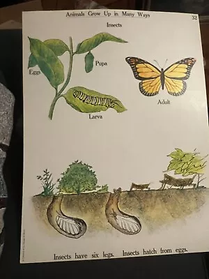 VINTAGE A.J. Nystrom Elementary Science Chart Animals & Growth Chart 24 X18.5 • $45