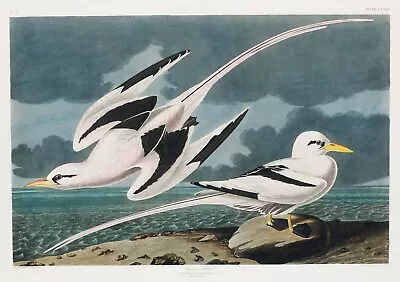 12210.Poster Print Or Canvas Wall Decor.Room Art Design.Audubon Birds.Tropic • $46