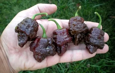 20 Fresh Super-Hot Scorpion Moruga Chocolate Premium Pepper Seeds-A 54 • $2.90