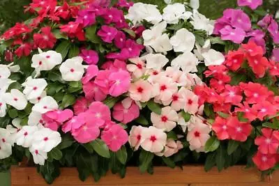 Vinca Seeds Logro Mix 25 Seeds Flower Seeds • $4.25