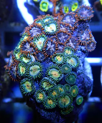 Lovely WYSIWYG Horizon & Green Mix Zoanthid Zoa Zoas Coral Frag-Marine LPS SPS • £0.99