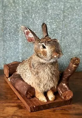 Taxidermy Real Skin/fur  Rabbit Bunny Mount. Cottontail. Wildlife Animal Art. • $145