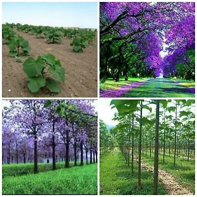 Paulownia Elongata PINK FOXGLOVE TREE Princess Empress Tree - 100 To 5000 Seeds • $18.98