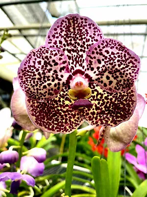 Ascda. Kulwadee  #27 Orchid Plant • $24.50