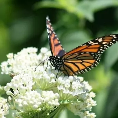 Milkweed SWAMP MIX Perennials Monarch Butterfly Host Plant Non-GMO USA 75 Seeds! • $4.48