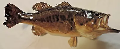 Real Mount 20   Large Mouth Bass/ Vintage Taxidermy With Tail Damage • $34.99