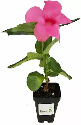 Mandevilla Alice Du Pont Pink Flower 3 Inch Pot • $11.99