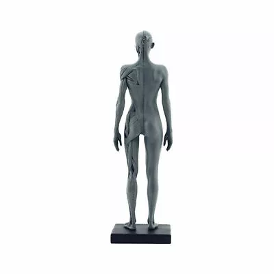 30cm Anatomy Skull Blood Sculpture Head Body Muscle Bone Model Female Gray USA • $33.20