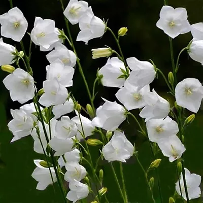 Campanula Persicifolia 'White' / White Fairy Bellflower / Very Hardy / 500 Seeds • £1.59