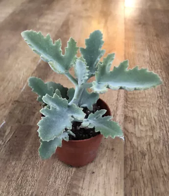 Kalanchoe Beharensis | Cactus Succulent | 9cm Pot | Felt Bush | Light Green • £7.95