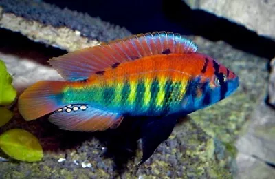 Stunning Haplochromis Nyererei  Pundamilla Lake Victoria Malawi Cichlids 4-5 Cm • £8.59