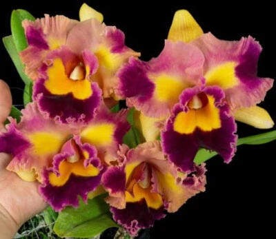$15 • Buy FPOrchids Cattleya Rlc. Siam Golden Flare - Tubestock