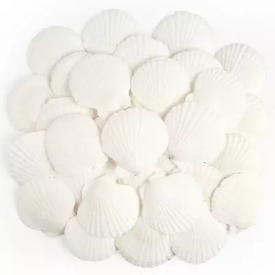 20 PCS Scallop Shells Natural Seashell 2.3  To 3.5  White Scallop Shells Large  • $8.99