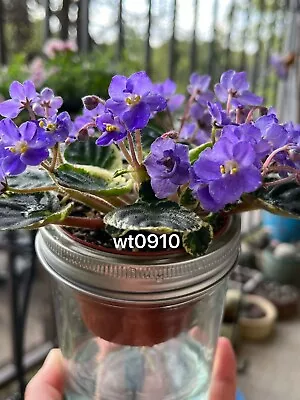 African Violet “Jersey Blue Ice”(Miniature) • $10.99