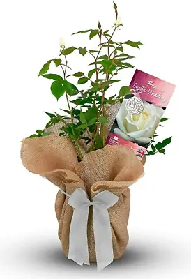 £27.99 • Buy Crystal Wedding Gift Rose - 15th Anniversary Gift - Gift Wrapped With Huge Bow