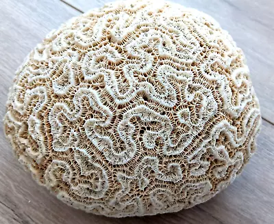 Natural White Brain Coral Ocean Salt Water 5.75  X 5  X 2.75  • $69.99