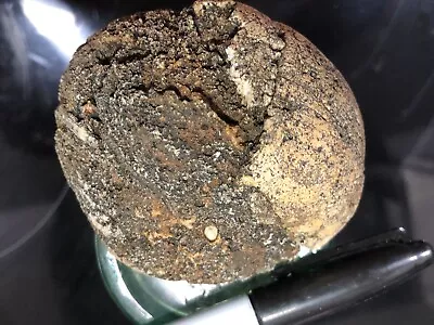 $150 • Buy Fossilized Turtle Shell