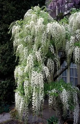 1 Live Wisteria Bush Up To 10 In Tall Your Choice White Or Purple • $13