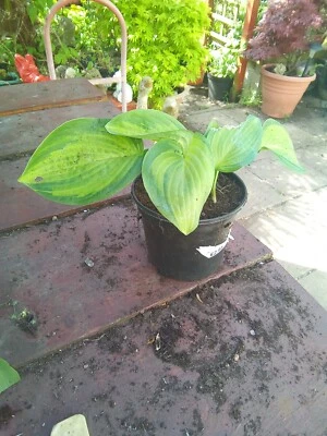 £7 • Buy Hosta Paradigm