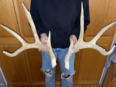 Giant Wild Iowa 154 Inch 8 Point Whitetail Deer Antlers Cutoff • $0.99