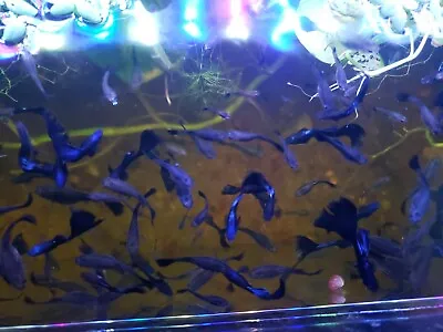 $35 • Buy Blue Moscow Live Guppy Aquarium Fish Hobbyist Bred